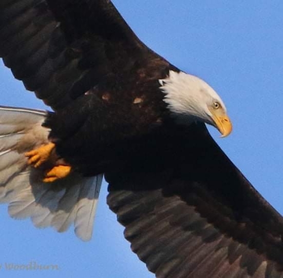 Meet your Posher, Sarah - Picture 1 of 1